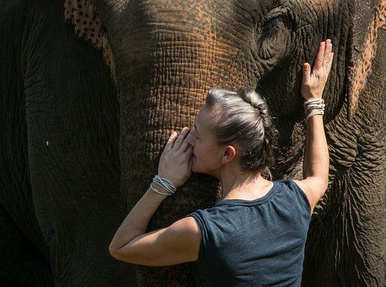 MandaLao Elephant Conservation